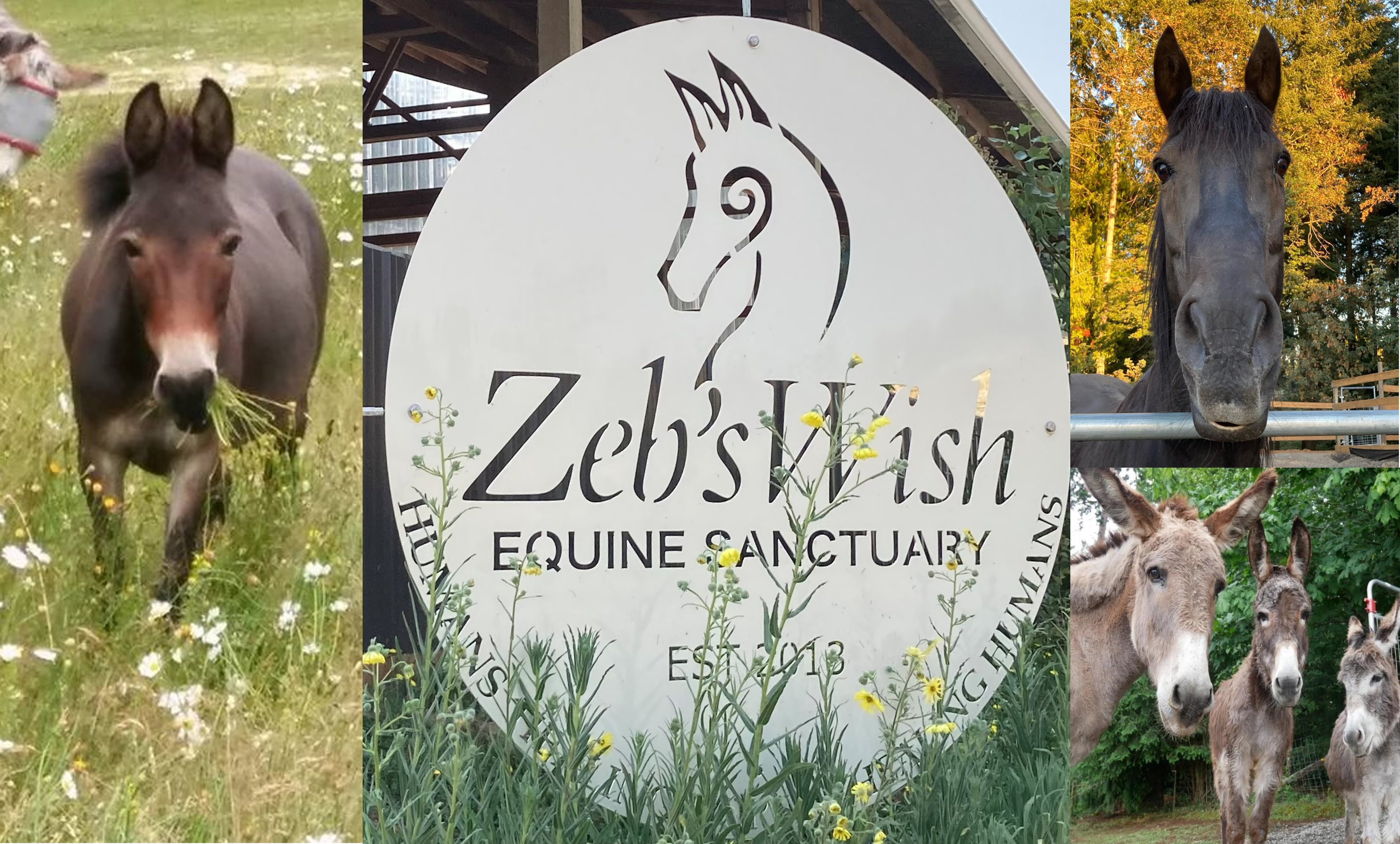 ZebsWish Tour graphic2